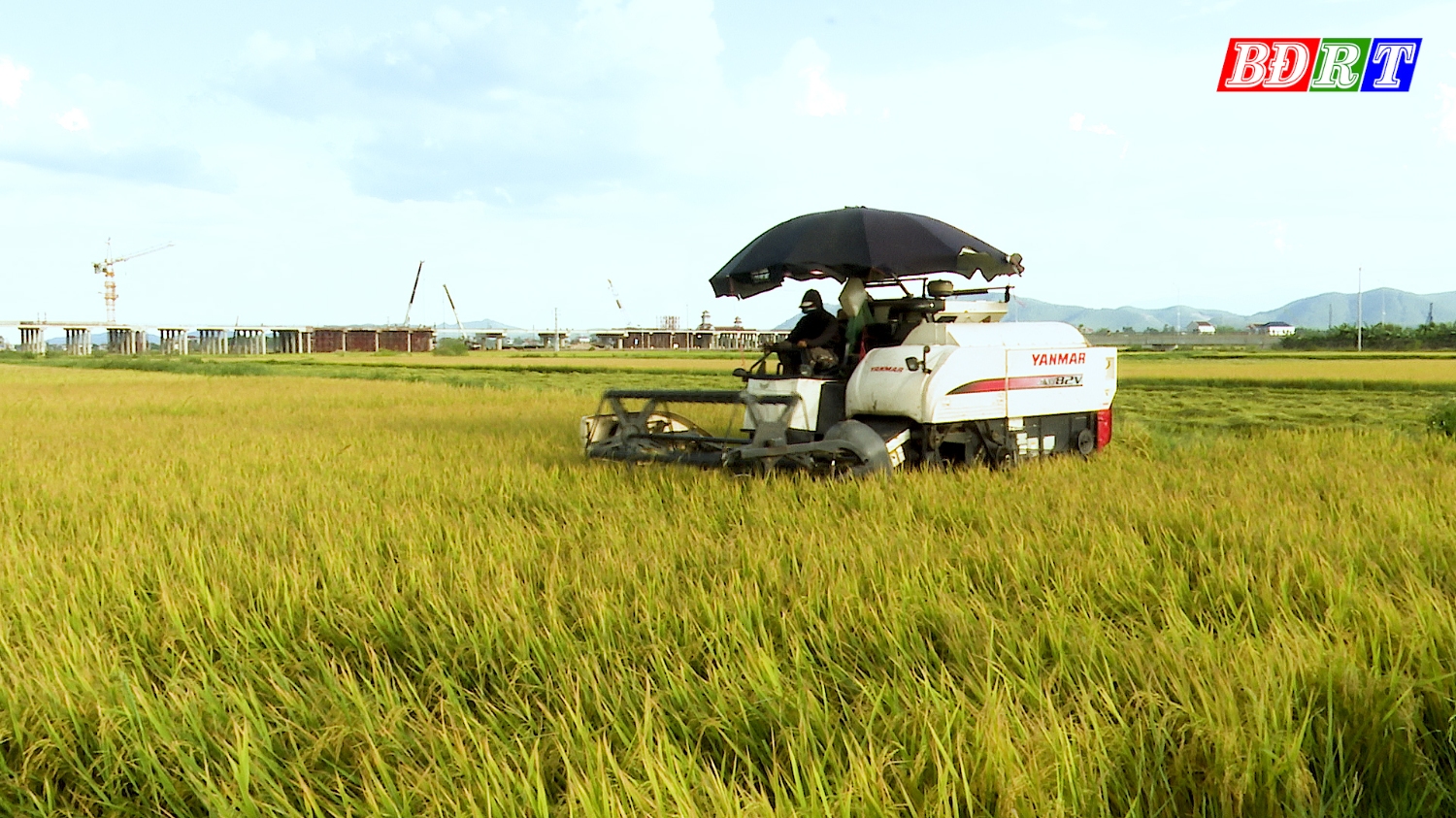 Nông dân thị xã Ba Đồn hoàn thành thu hoạch lúa Hè Thu năm 2024