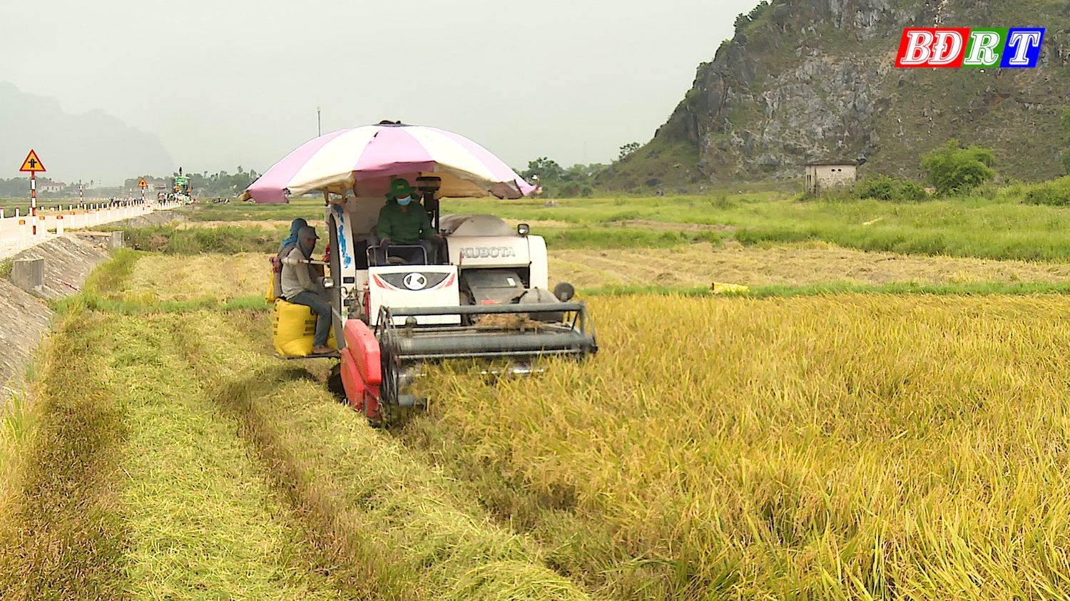 Nông dân tích cực xuống đồng thu hoạch lúa để tránh diễn biến thời tiết xấu.