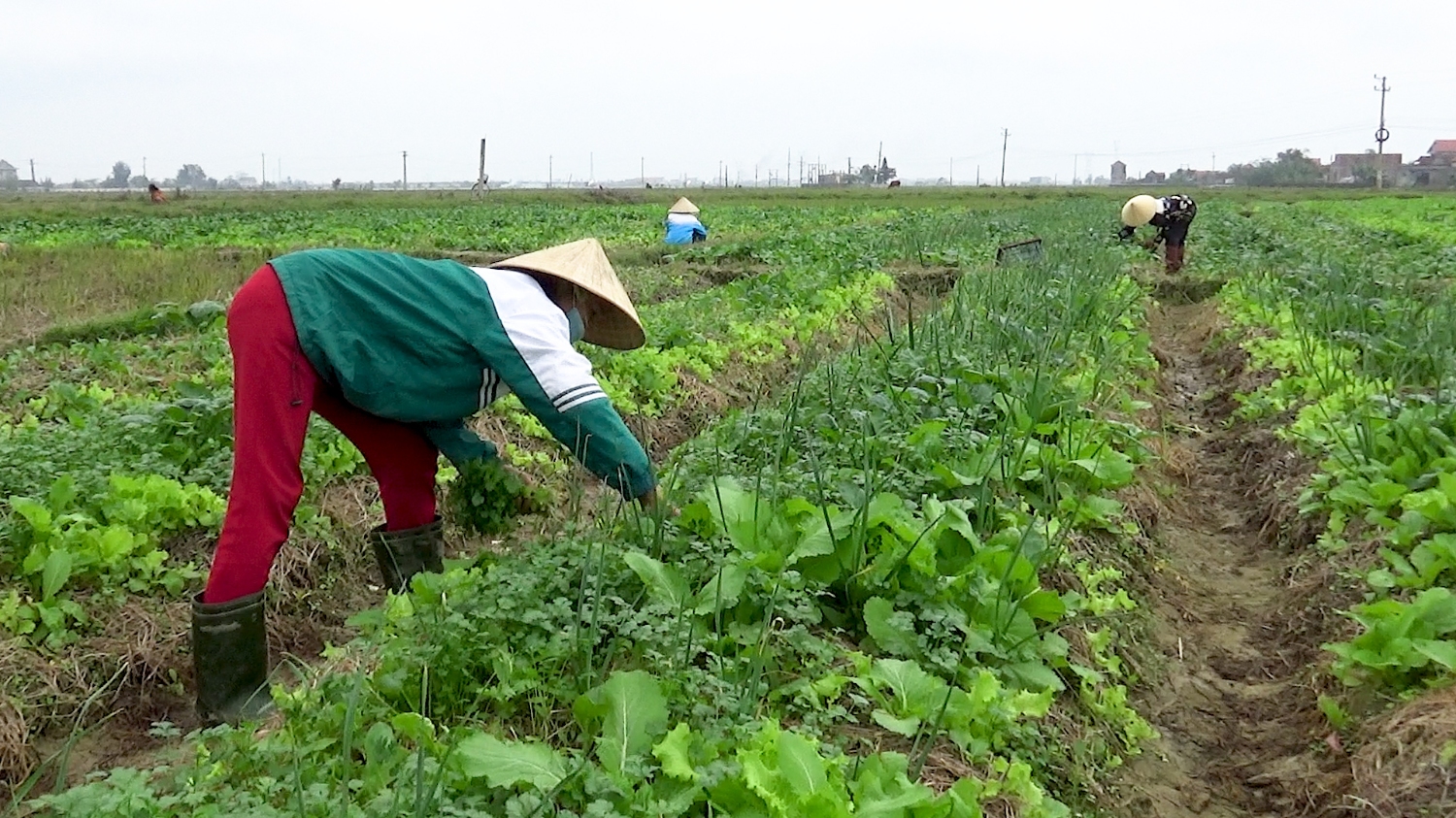 Nông dân xã Quảng Lộc chăm sóc rau màu.