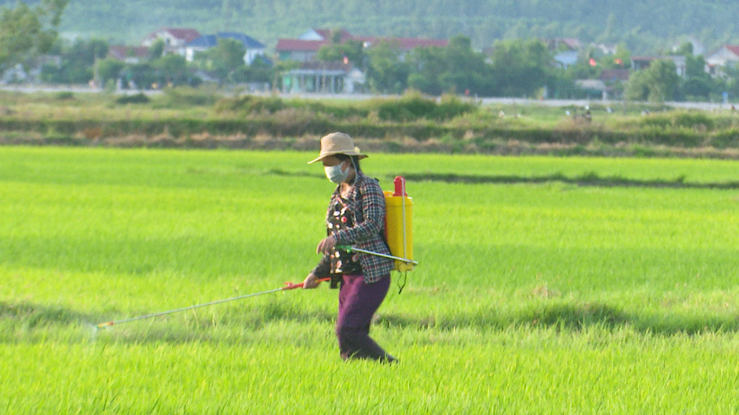Nông dân xã Quảng Sơn tích cực phòng trừ sâu bệnh hại lúa.