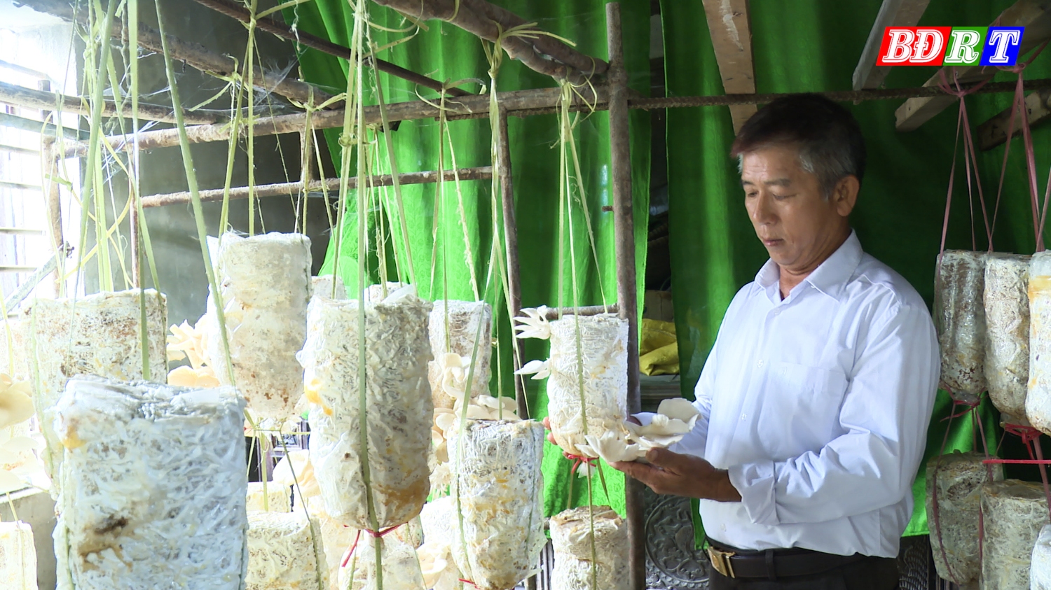 Sản phẩm nấm Sò do các thành viên Tổ hợp tác trồng nấm xã Quảng Hòa sản xuất