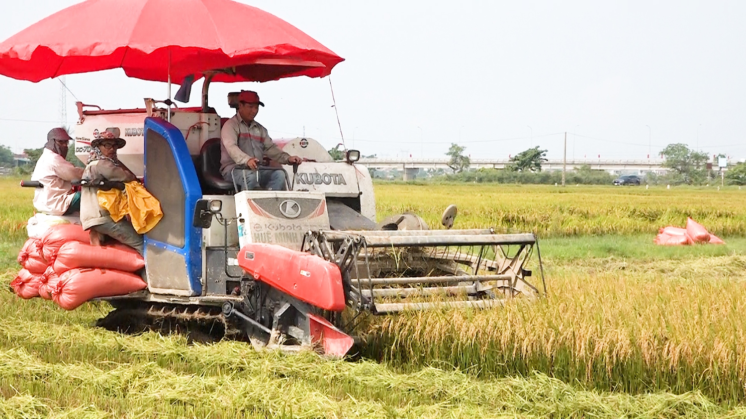 Thị xã Ba Đồn bước vào thu hoạch lúa vụ đông xuân 2021.