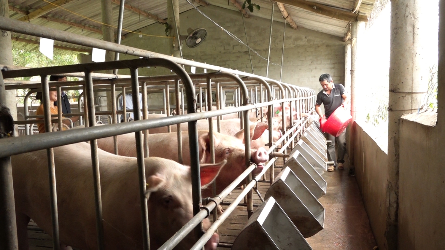 Thị xã Ba Đồn đang có nhiều chính sách hỗ trợ người dân tái đàn lợn.