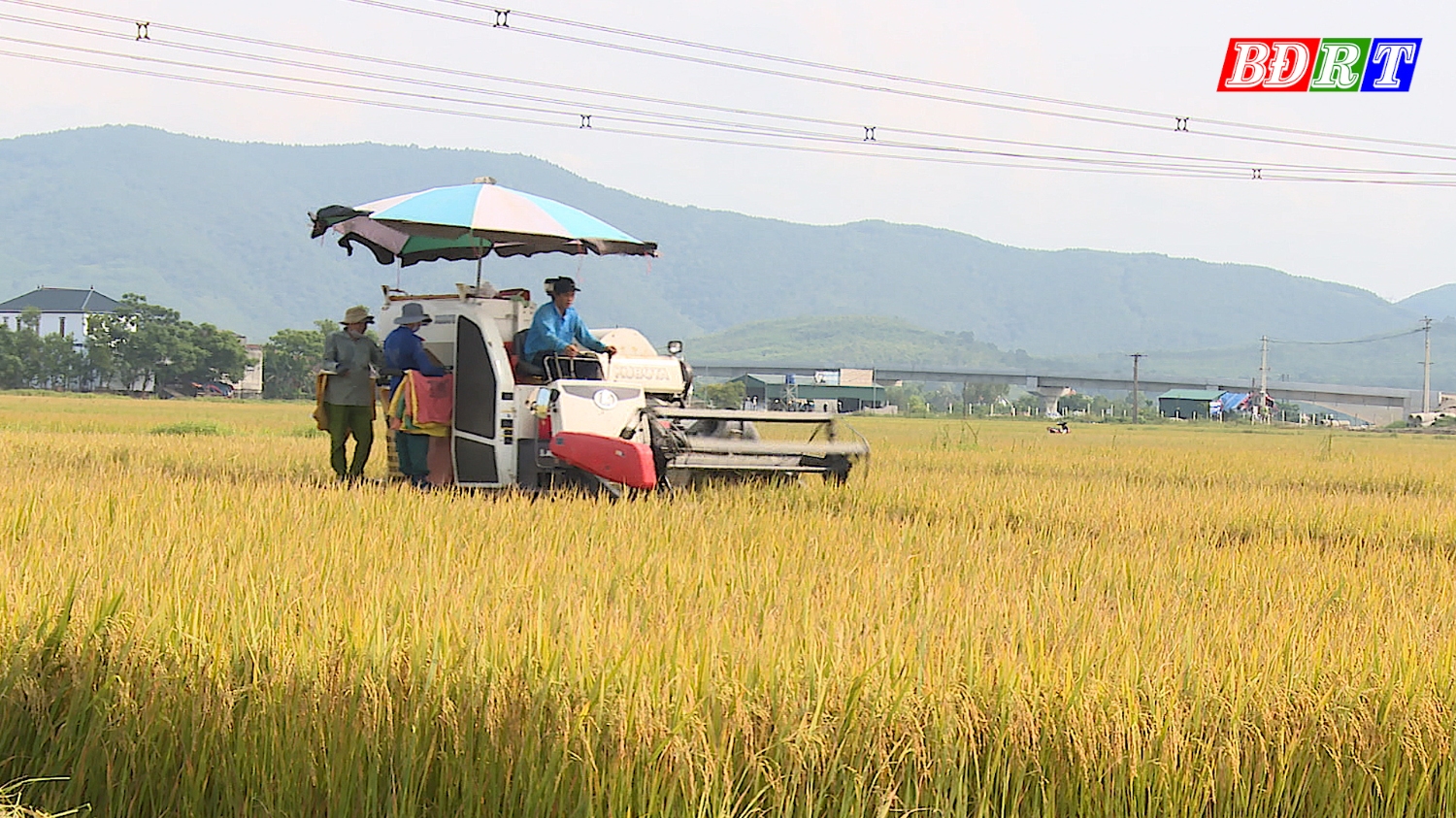 Thị xã thăm đồng đánh giá sản lượng lúa Đông xuân