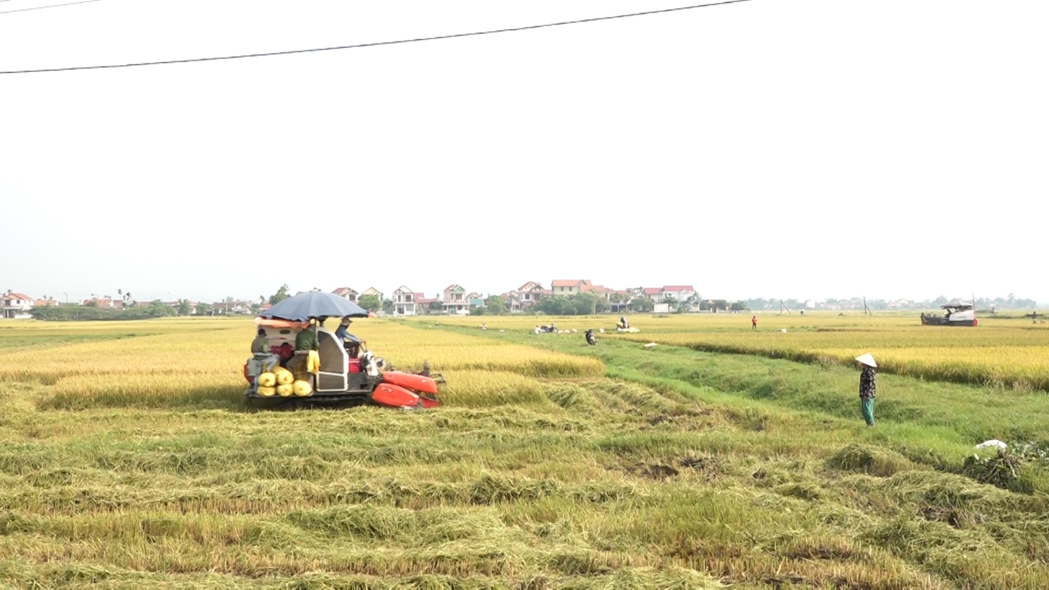 Nông dân tập trung ra đồng thu hoạch lúa Đông Xuân 2020.