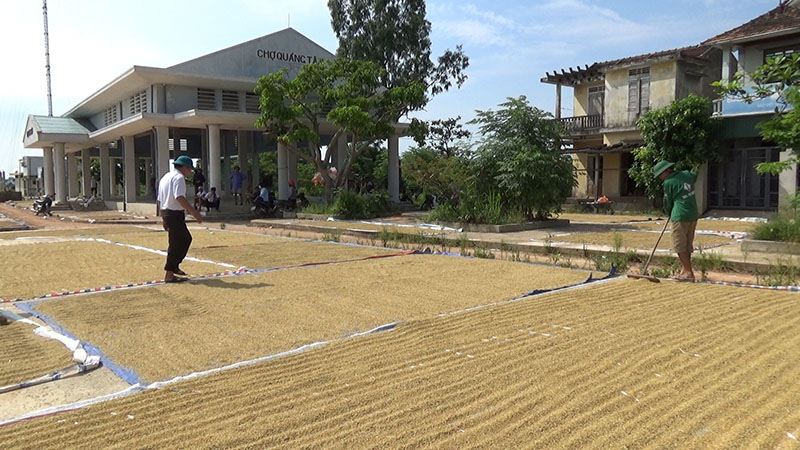 Thị xã Ba Đồn năng suất lúa Hè-Thu năm 2018 đạt gần 55 tạ/ha