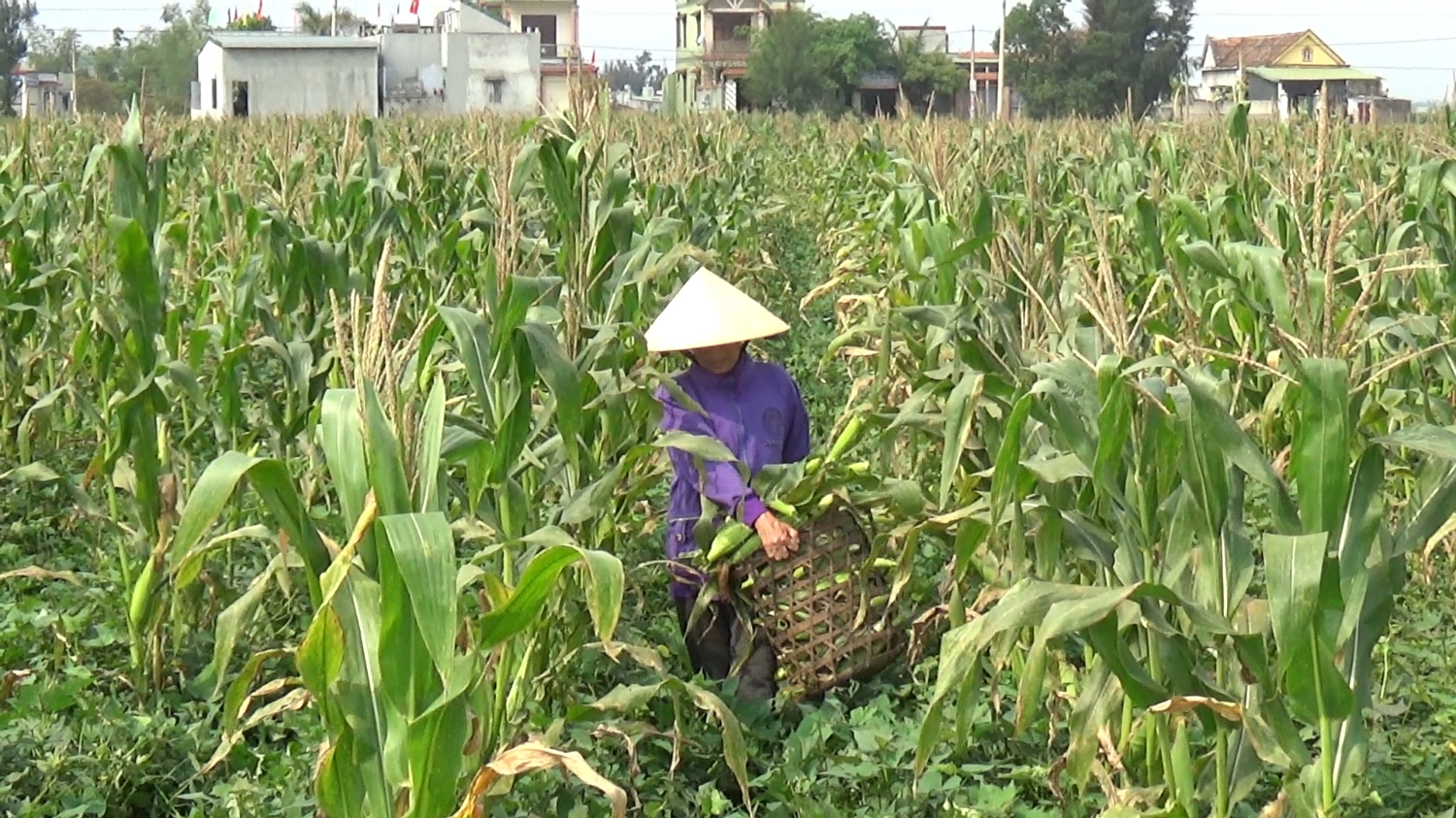 Nông dân phường Quảng Phúc vào mùa thu hoạch Ngô.