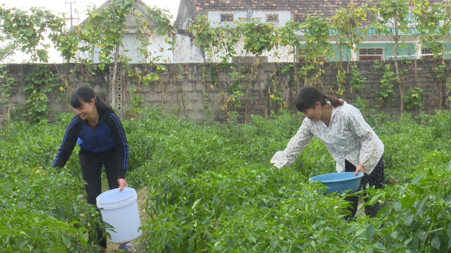 Thị xã Ba Đồn bước vào mùa thu hoạch ớt.