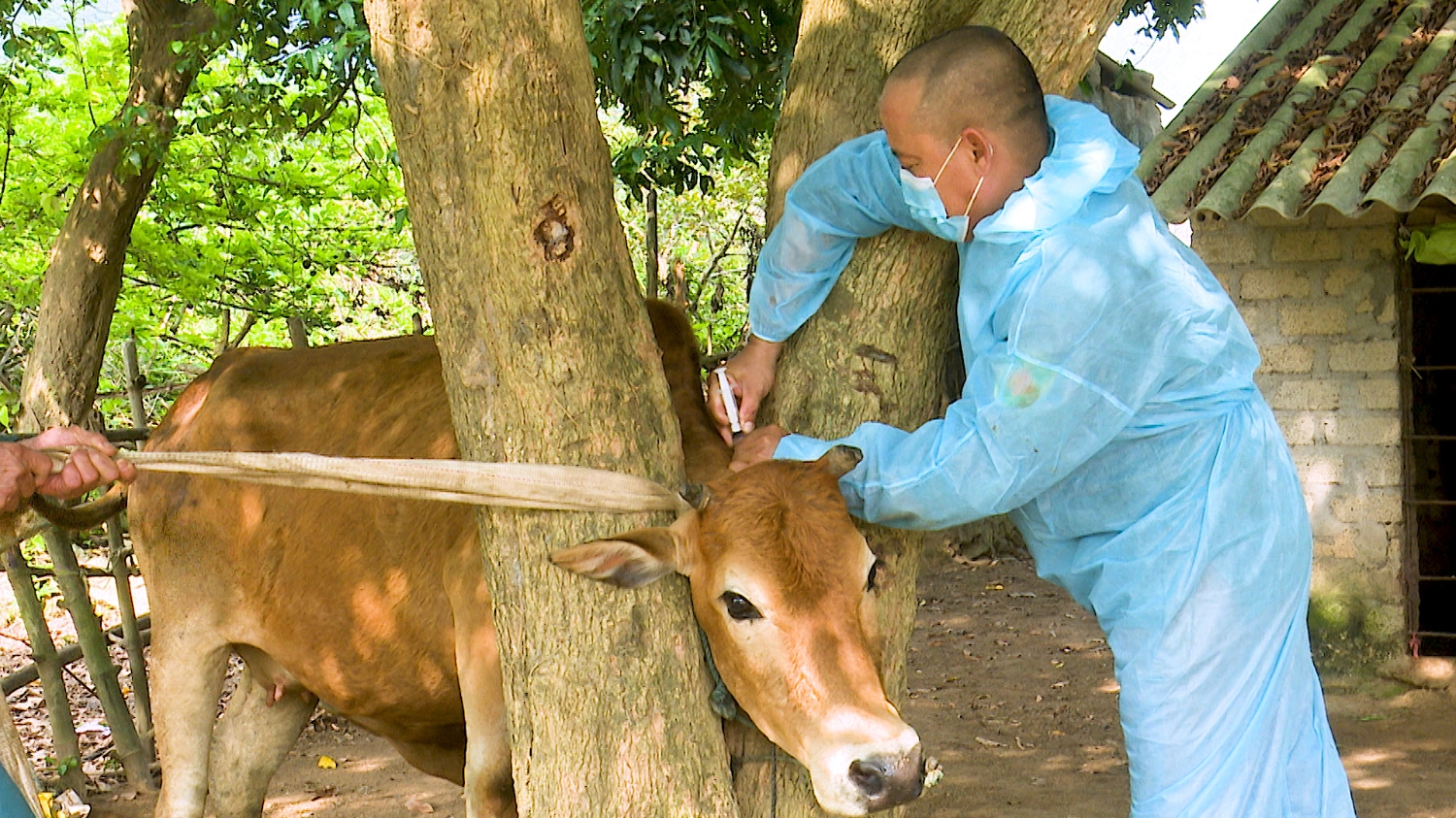 Tăng cường công tác tiêm phòng dịch bệnh trên đàn trâu bò.