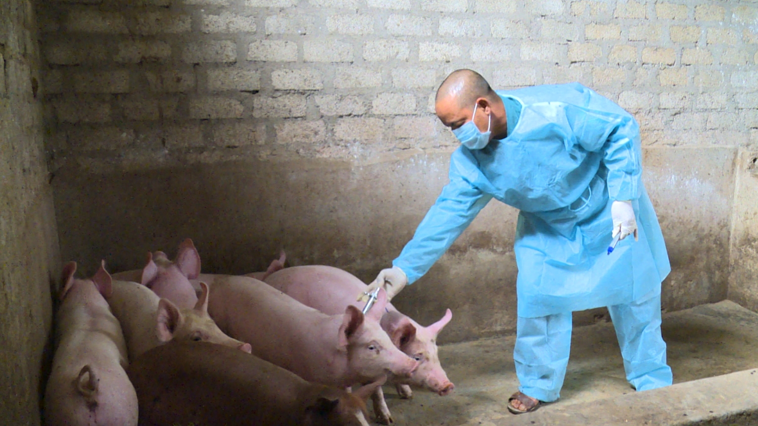 Tiêm vắc xin phòng chống bệnh dịch tả lợn Châu Phi
