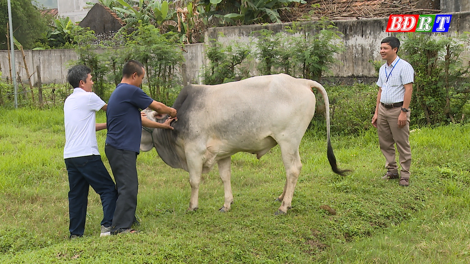 Tiêm vắc xin phòng chống bệnh dịch trên đàn gia súc
