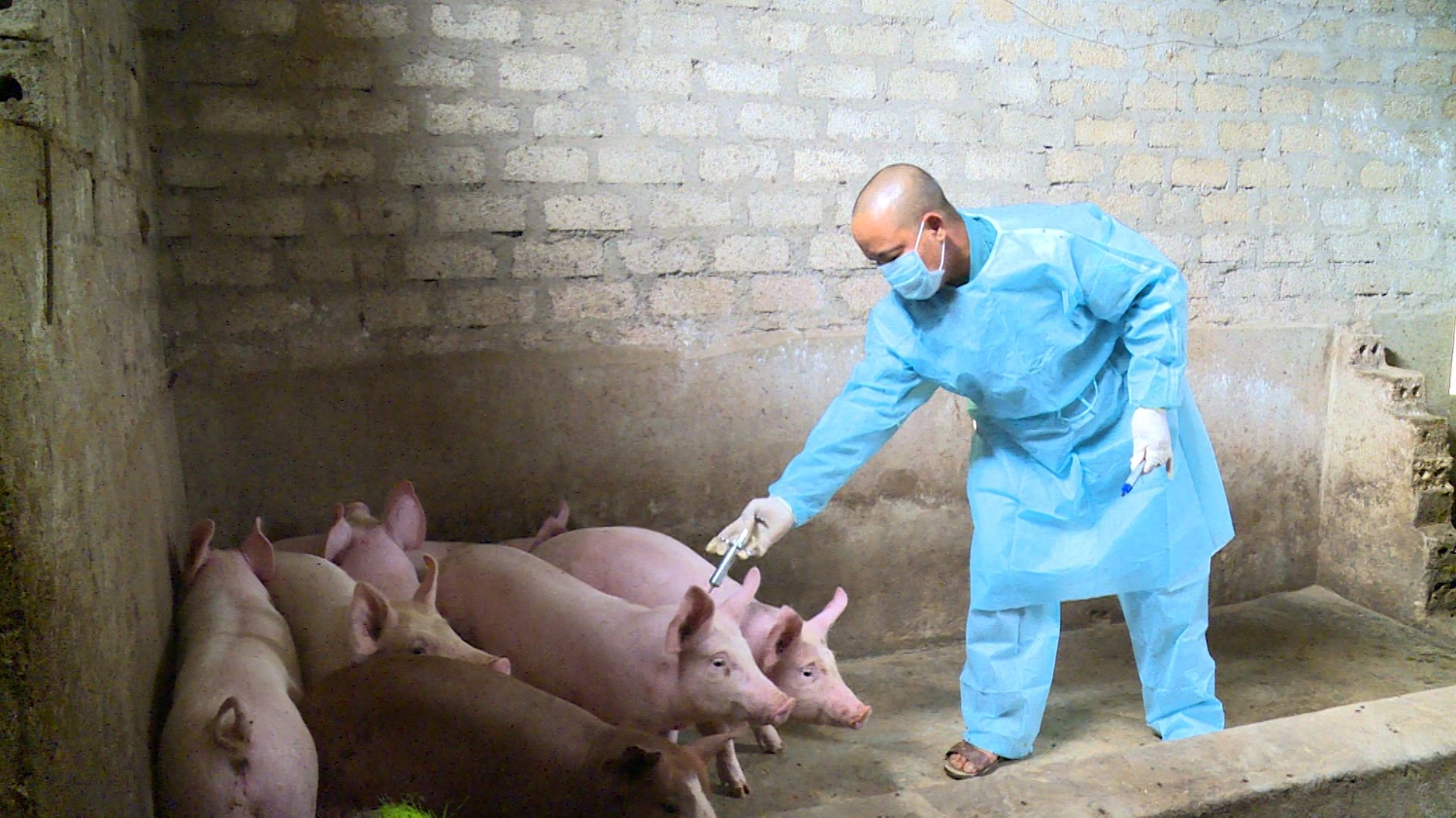 Thị xã Ba Đồn: Phun hóa chất phòng chống bệnh dịch tả lợn châu Phi và tiêm phòng bệnh lở mồm long móng ở đàn gia súc.