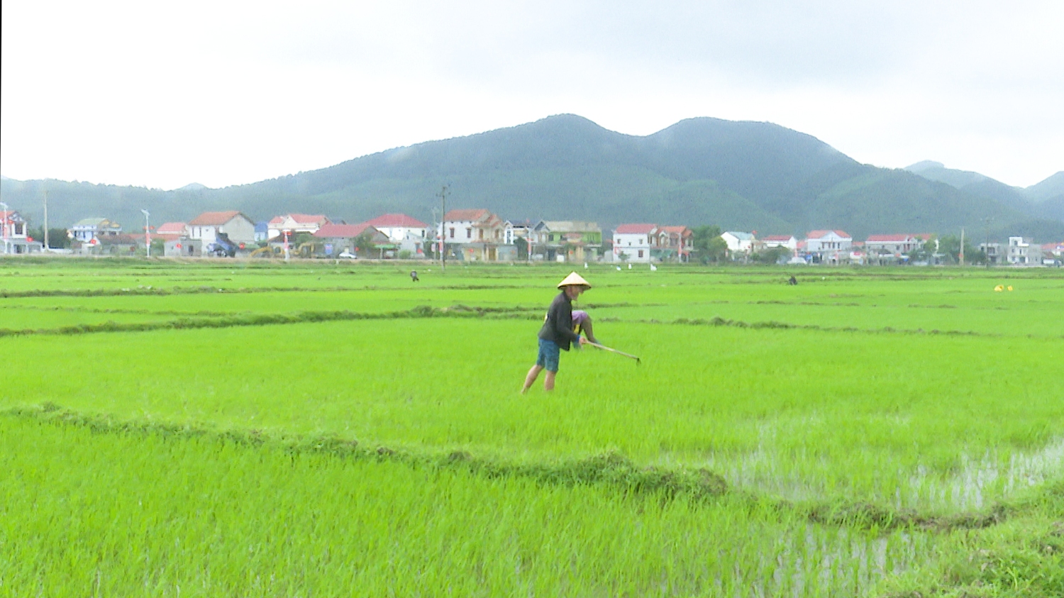 Tranh thủ thời tiết nắng ấm, bà con nông dân thị xã Ba Đồn tích cực tỉa dặm, chăm sóc lúa vụ đông xuân.