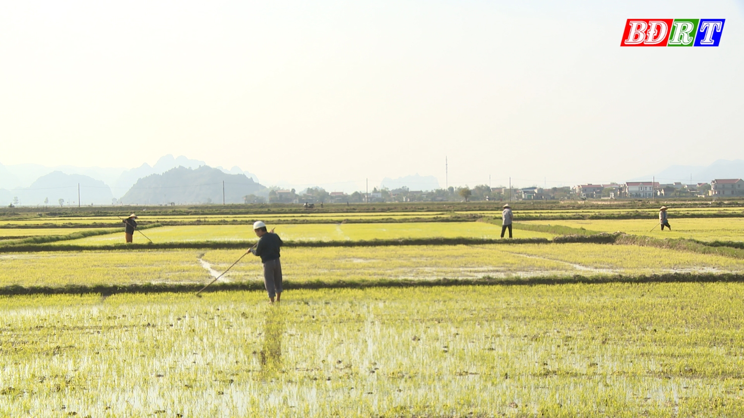 Tranh thủ thời tiết nắng ấm, bà con nông dân tích cực tỉa dặm, chăm sóc lúa vụ đông xuân.