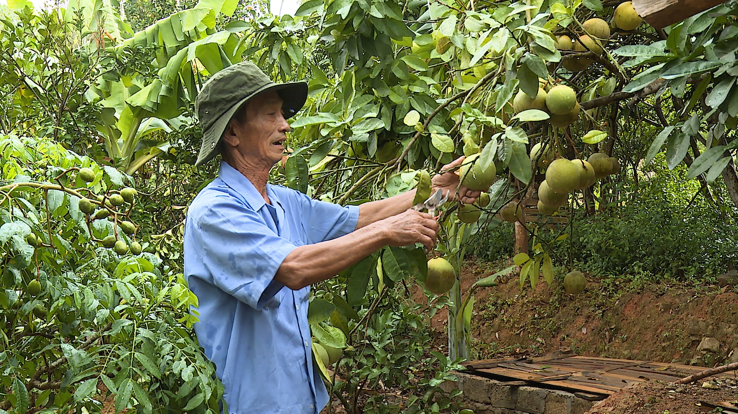 Vườn cây ăn quả trĩu cành của CCB Đoàn Ngọc Cường.