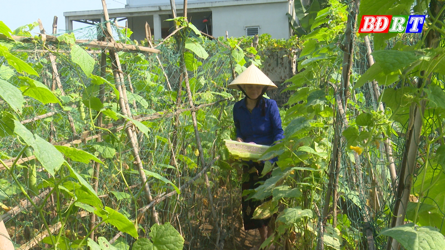 Xã Quảng Hải đang tập trung xây dựng vườn mẫu để hoàn thành tiêu chí xây dựng NTM nâng cao.